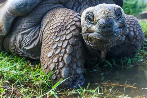 galapagos turtle